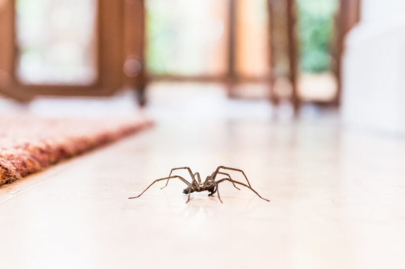 House spiders aren't known to be harmful, but they shouldn't be living in your home. Check out this guide on how to get rid of spiders.