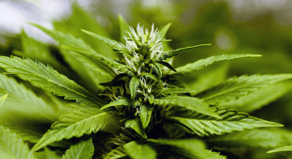 A cannibanoid is any compound found in cannabis, such as THC. Where do you begin if you want to start using them? Learn here.