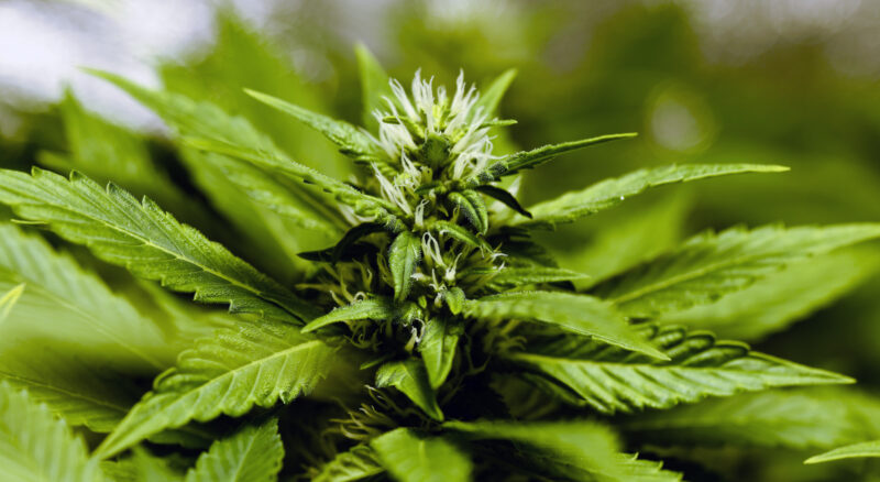 A cannibanoid is any compound found in cannabis, such as THC. Where do you begin if you want to start using them? Learn here.