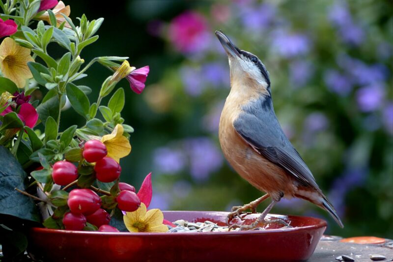 Are you birds not liking the perfect bird feeder you have in your backyard? We share the backyard bird feeding mistakes most people make here.
