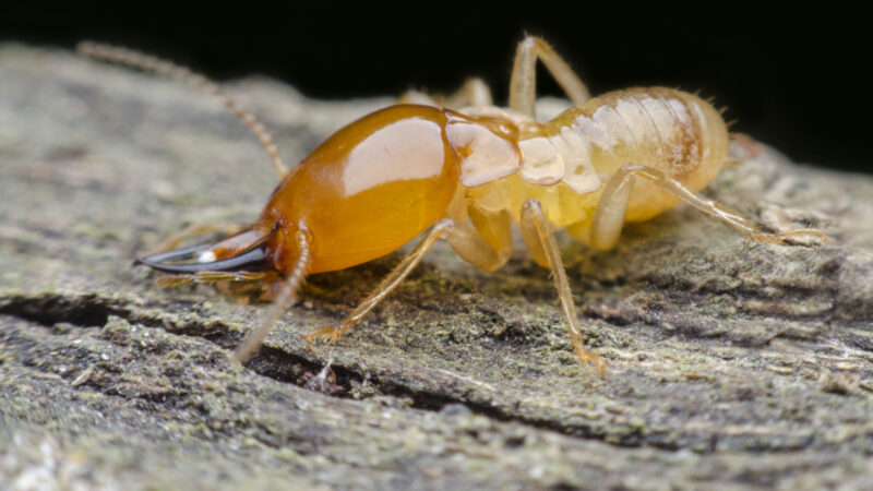 Are you worried that you may have a termite problem? If so, here are some signs of a termite infestation that you should look out for.