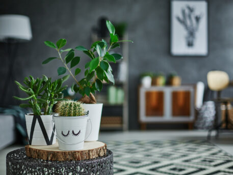 Houseplants can help boost productivity, fight off illness, and improve air quality. Learn more about the surprising health benefits of houseplants here.