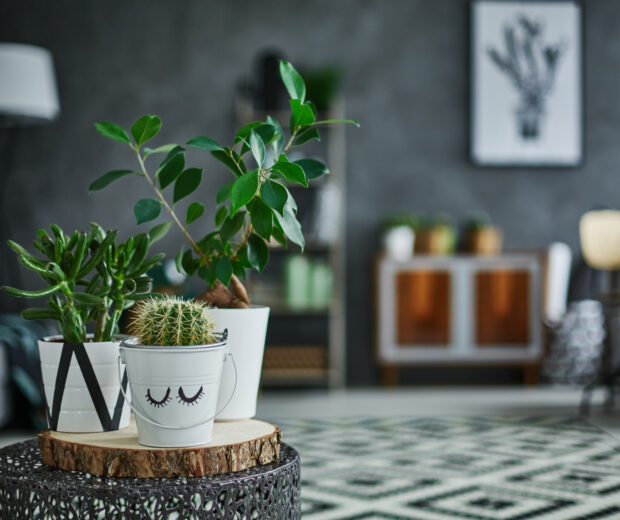 Houseplants can help boost productivity, fight off illness, and improve air quality. Learn more about the surprising health benefits of houseplants here.