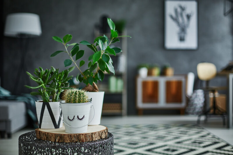 Houseplants can help boost productivity, fight off illness, and improve air quality. Learn more about the surprising health benefits of houseplants here.