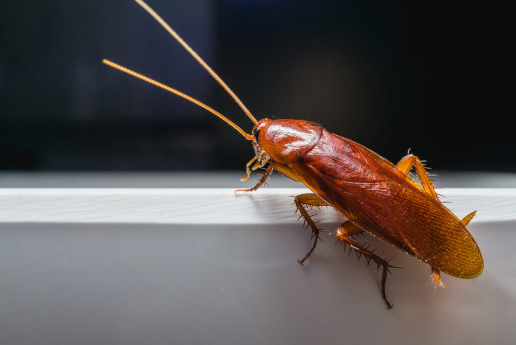 5 Creepy Utah Bugs Commonly Found in and Around the Home - The Zen Buffet
