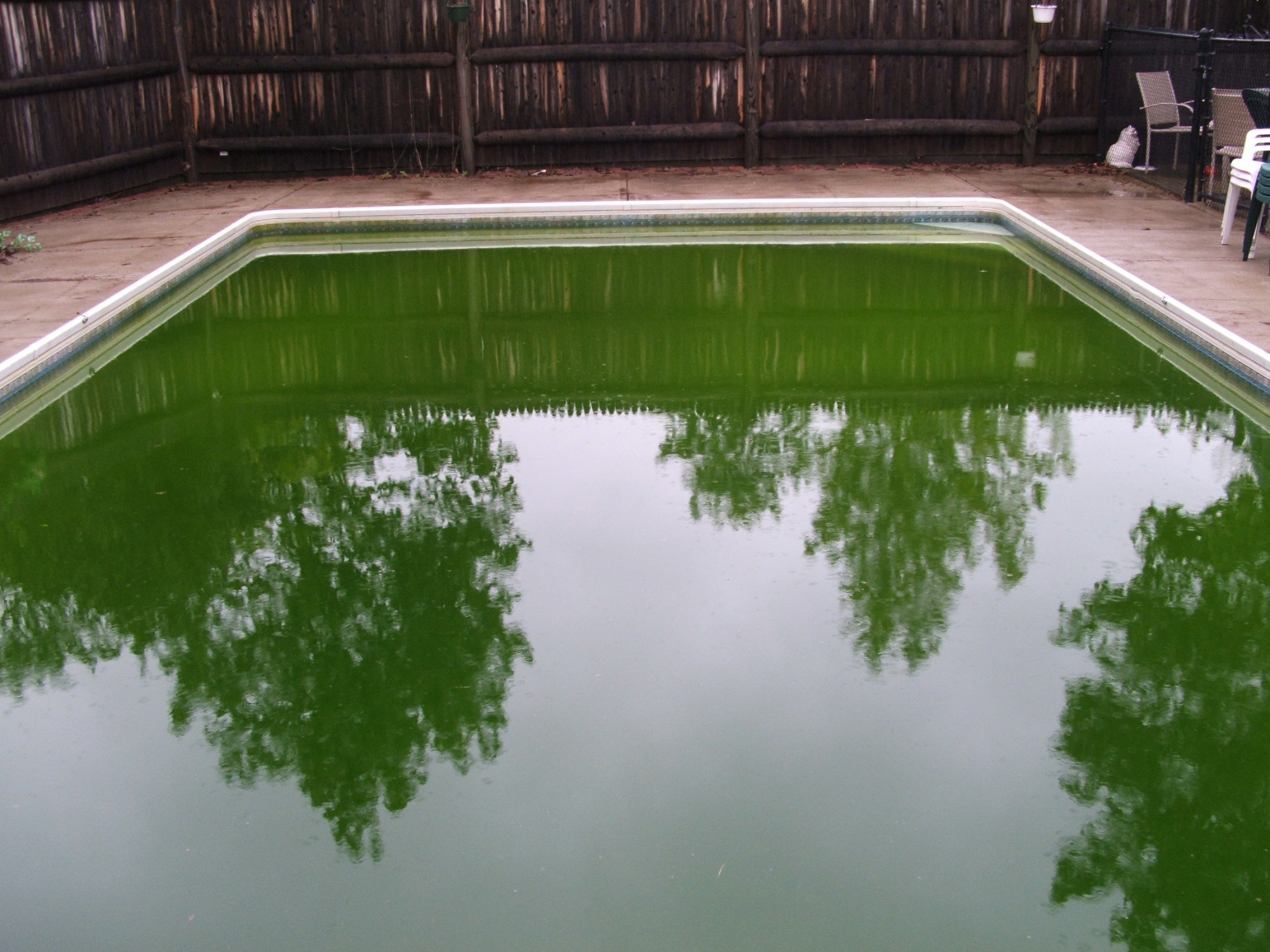 how-to-diagnose-and-fix-a-green-pool-the-zen-buffet